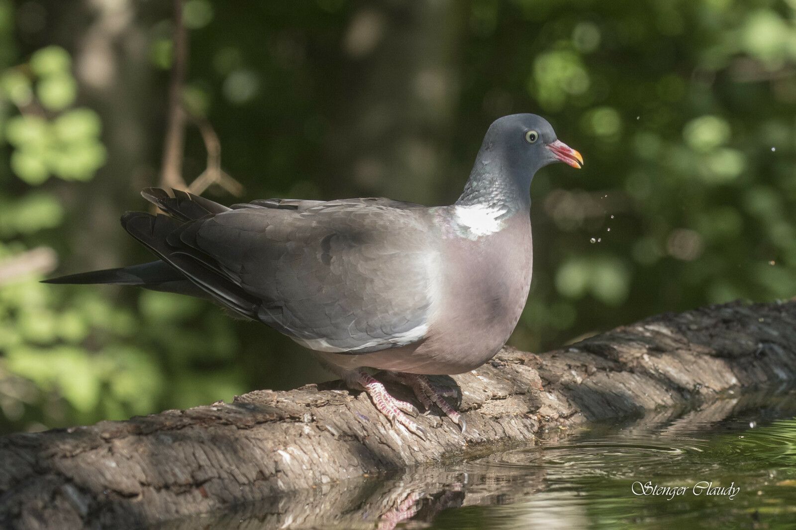 Quel Est Le Meilleur Temps Pour Chasser Le Pigeon Le Pigeon ramier (Columba palumbus) - ANAB Association Nature Alsace Bossue
