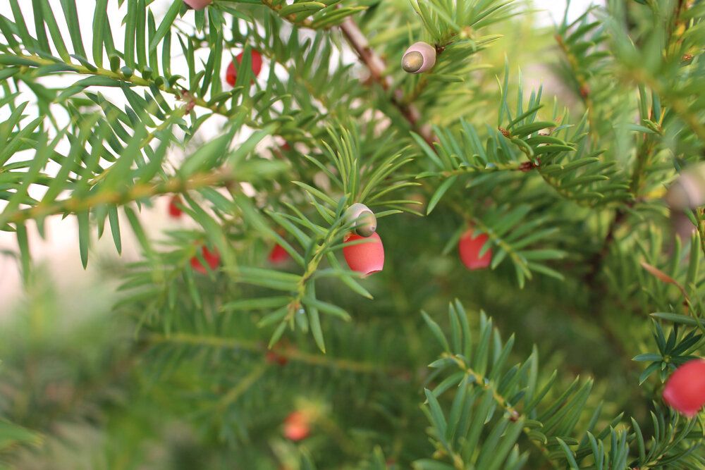 Les plantes peuvent-elles nous aider à lutter contre le cancer ? - ANAB Association Nature Alsace Bossue