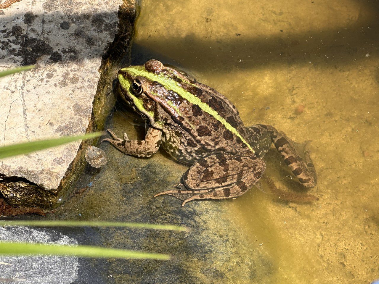 La grenouille verte, une attraction autour du bassin