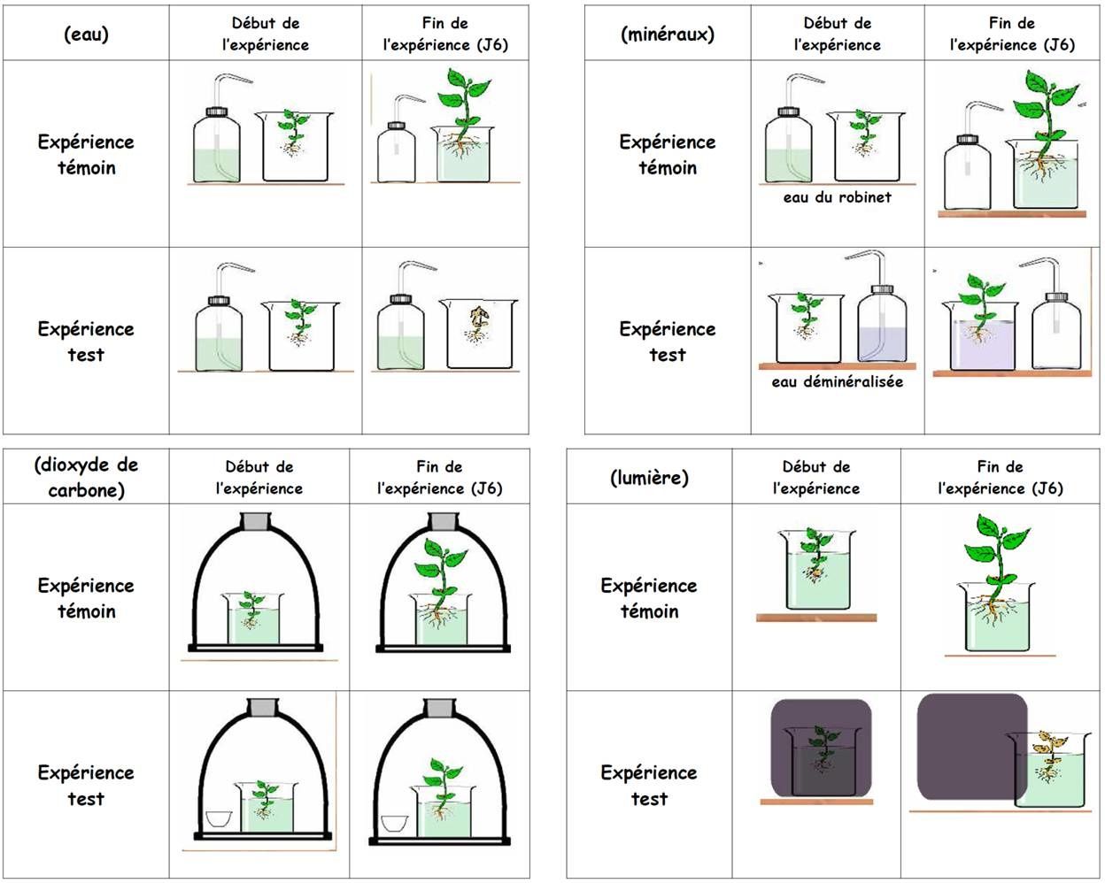 Comment Les Végétaux Produisent De La Matière Organique Schema Leçon 3 : La production de matière organique par les végétaux - Cours de  SVT en ligne niveau Collège