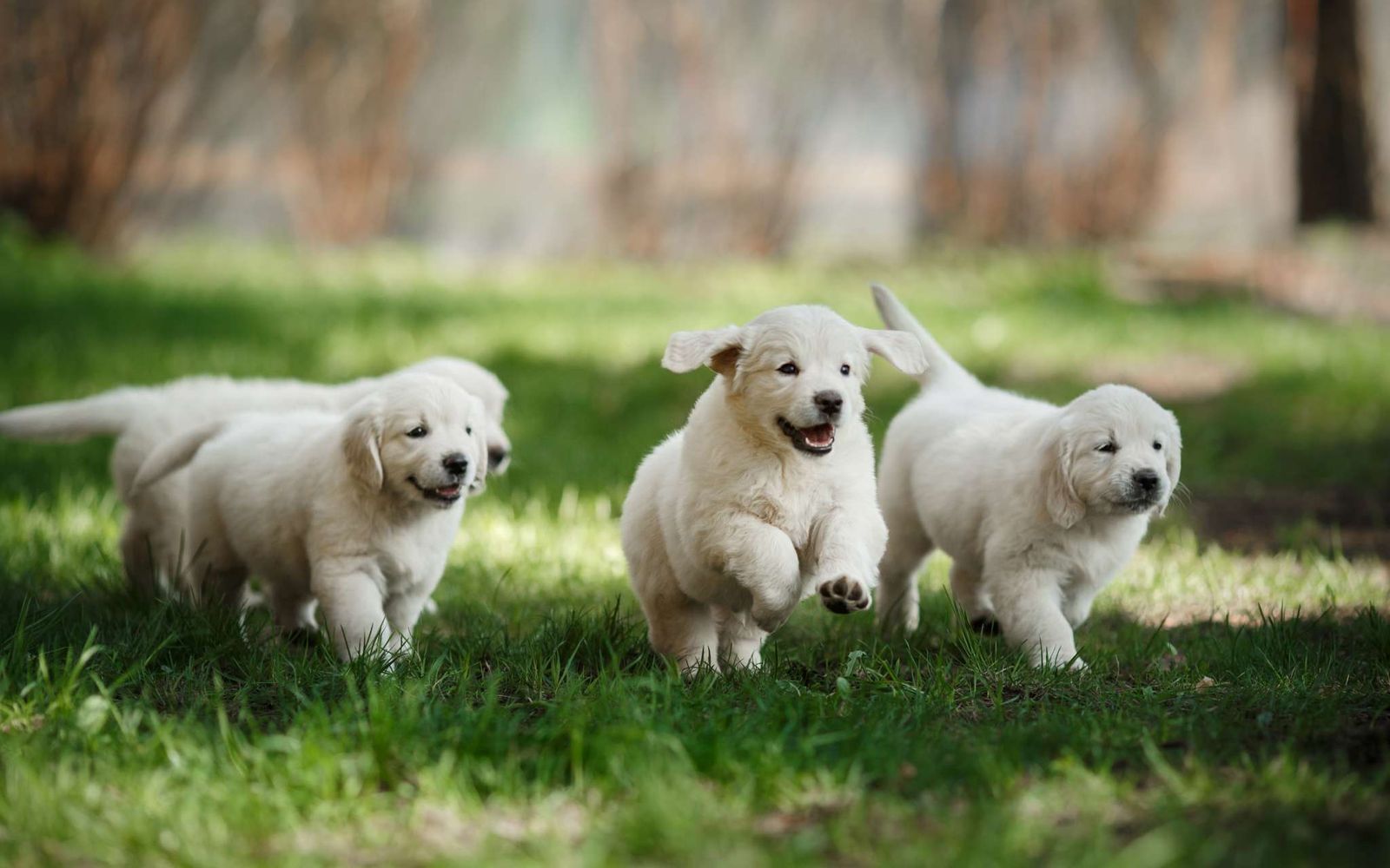Chiens à Adopter 30 Millions D Amis 30 Millions d'Amis/ Chien chic : des conseils pour nous aider à bien  s'occuper de nos petits compagnons ( ou futurs petits compagnons) +  plateformes pour adopter et faire plusieurs heureux - PASSIONS ACTUALITES