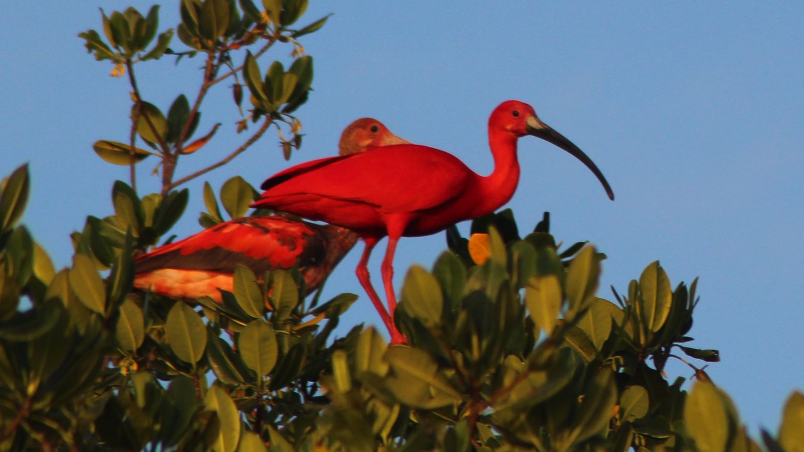 rencontre ibis rencontre dun soir à kirumba
