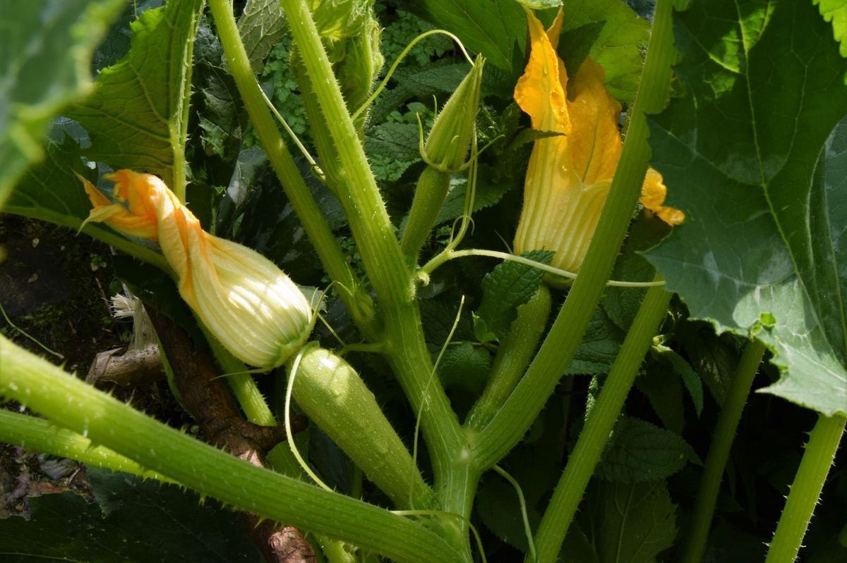 Pourquoi Mes Courgettes Ne Poussent Pas Mes plans pour récolter plus de courgettes en occupant moins de place - Au  jardin des Quatre Moineaux