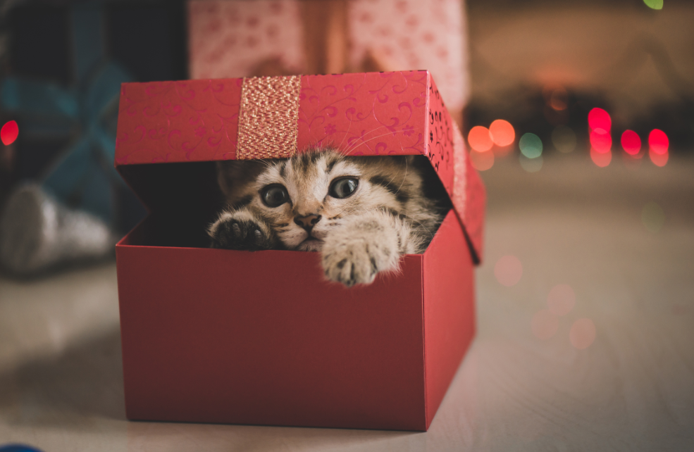 5 cadeaux de Noël pour mon chat