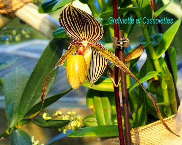 Qu'est-ce qu'une orchidée ?  F.F.O. - Fédération France Orchidées