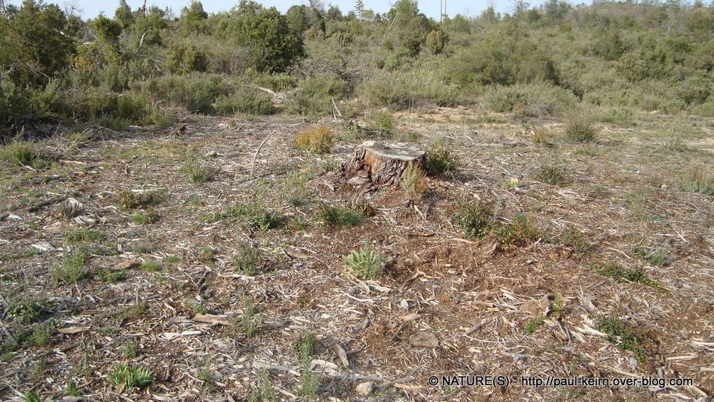 La garrigue est un bon biotope pour la cueillette des morilles. Notamment autour des souches résultant des coupes anti-incendies. Var - Massif de la Sainte-Baume - 3 avril 2011