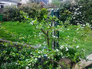 Le mini cerisier promet: s'il y a autant de cerises que de fleurs, miam!