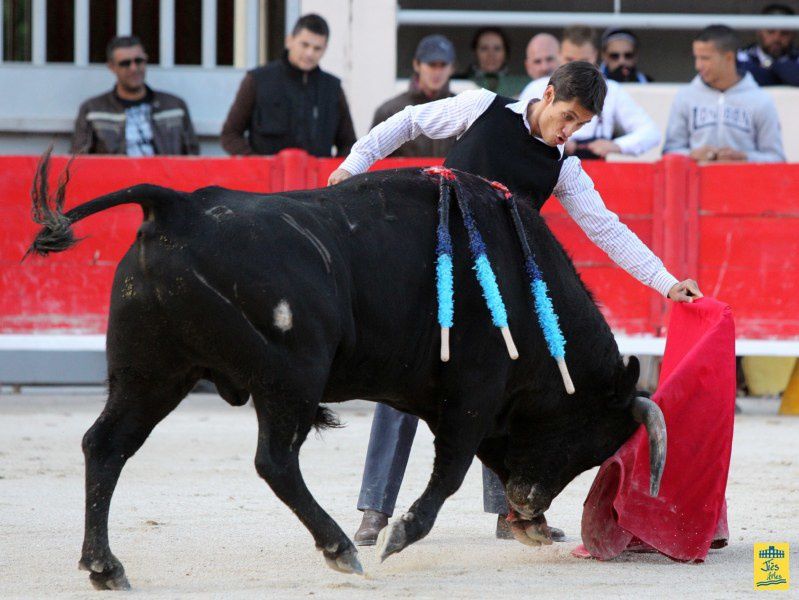 St-Martin-de-Crau Samedi 8 octobre 1011 Journée du Revivre de la Feria de la Crau Tienta de macho et de vacas et Lidia de 4 toros Ganaderias : Giraud-Malaga-Yonnet