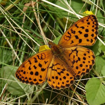 La prairie aux papillons dans nos amis sauvages