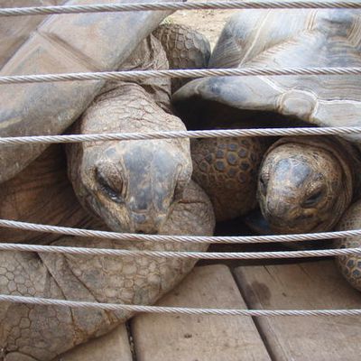 Les tortues