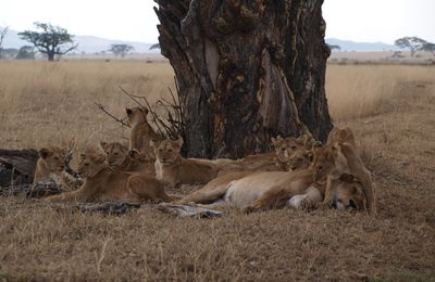 Safari en Tanzanie, août 2017