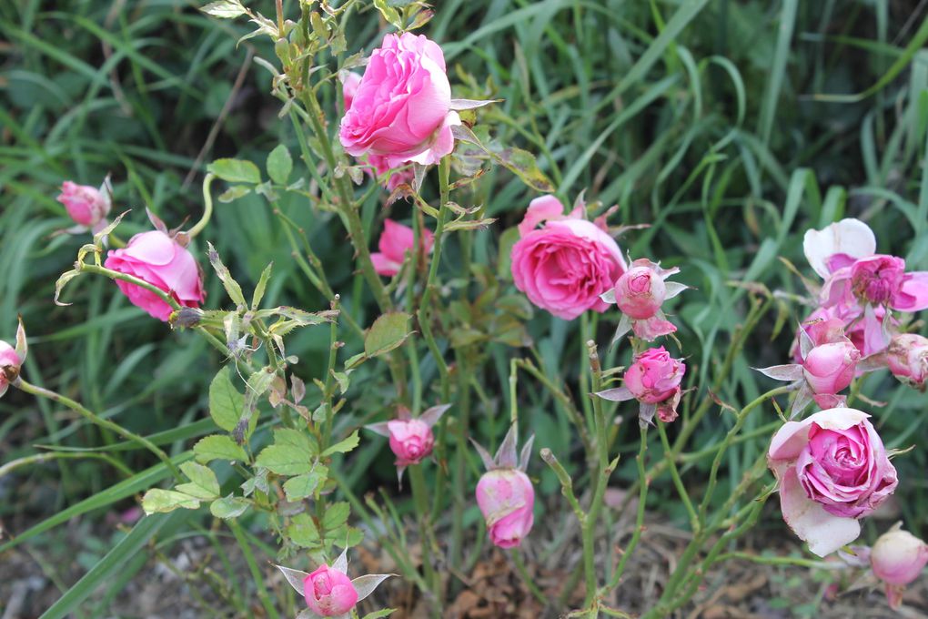 Les rosiers du Pigeonnier