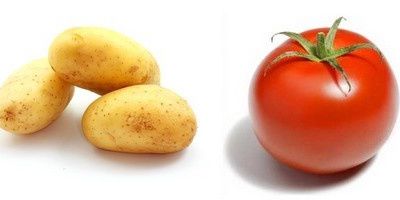 purée pomme de terre / tomate