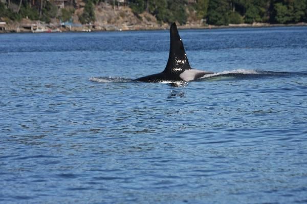 Sortie en mer au large de Victoria pour observer des orques en milieu naturel