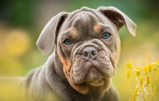 CONSEIL NO.20---- POUR AVOIR UN CHIOT ÉQUILIBRÉ ET AGRÉABLE À VIVRE----le chiot rencontre des enfants