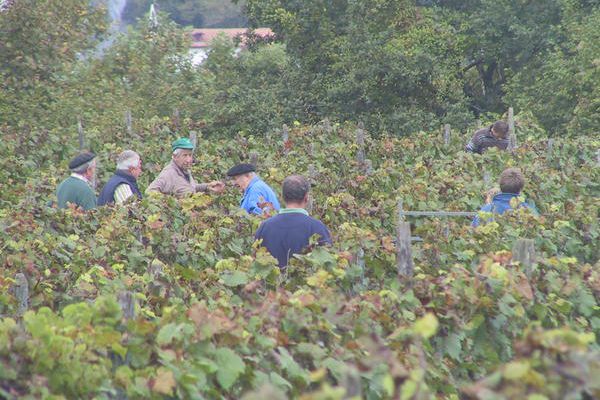 Kanbo - Cambo - Urkodoia - Mahats biltzea - Vendanges