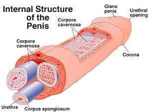 Comment Agrandir son Pénis?