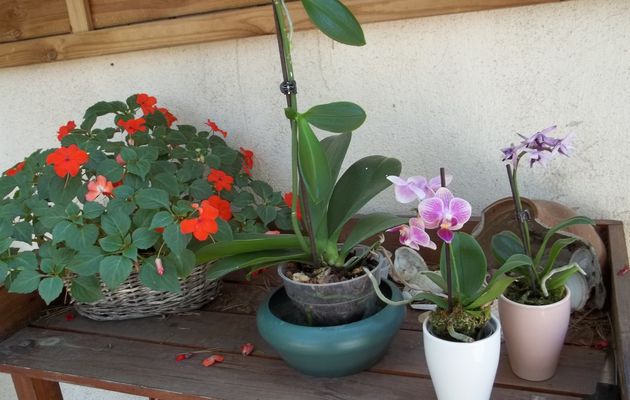 Mes orchidees