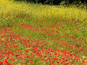 Printemps vers l'étang de l'Estagnol !