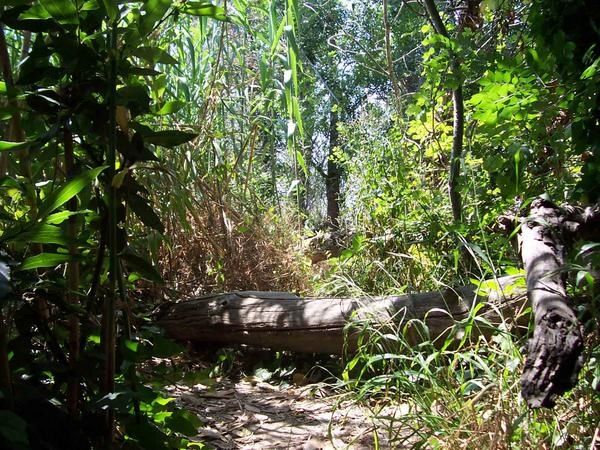 <p>Dernières nouvelles du Bokal !</p>
<p>Des images pour illustrer les commentaires sur l'été 2007 au Bokal. Regards sur l'embouchure du Tek, les dernières infos sur les roseaux et le concombre (pas si masqué que cela). A vos mirettes... et att