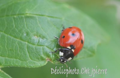 Coccinelle.