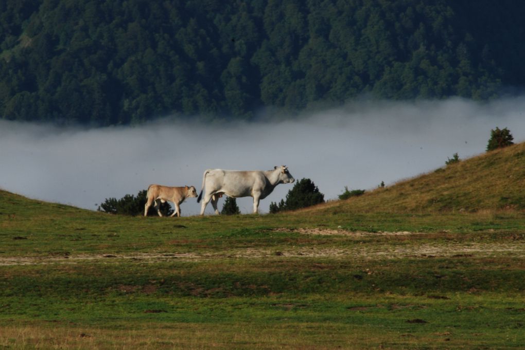 Tarascon sur Ariège