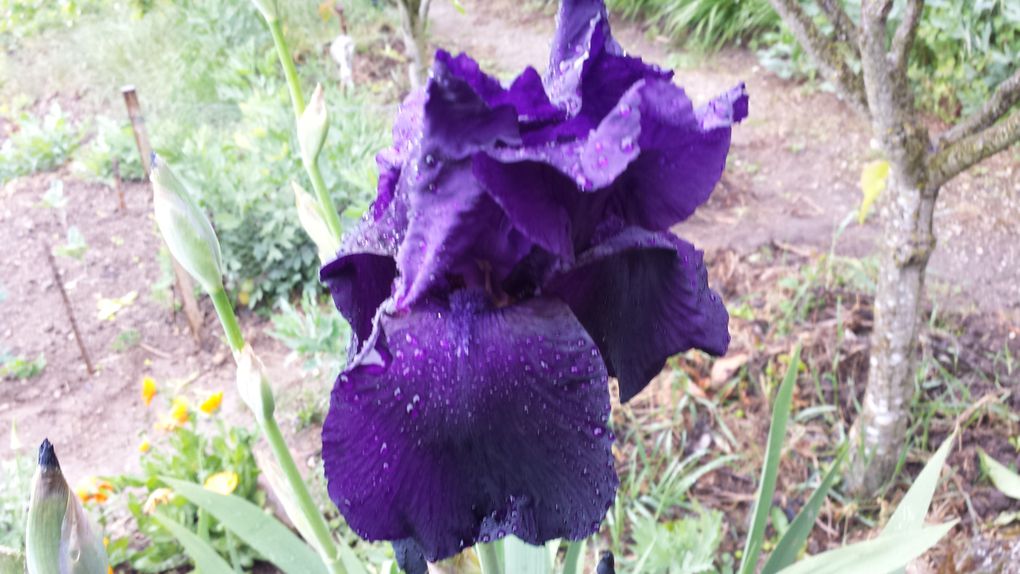 1er mai 2014
Jardin sur terrain calcaire