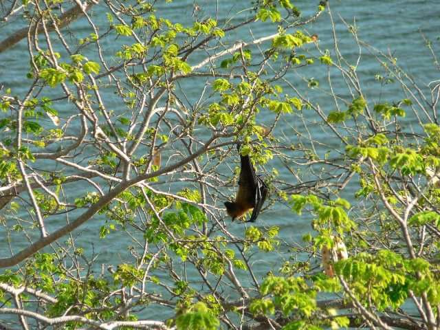 Ylang-ylang. Fleurs, fruits et arbres du baobab. Plages de sable noir. Des mangroves. Et des sourires!