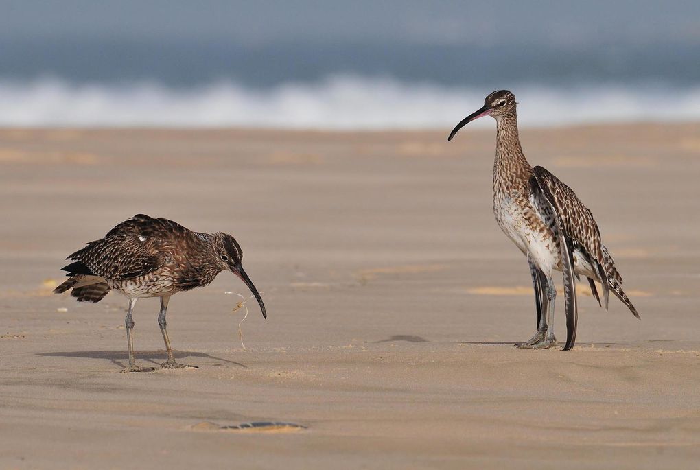 Courlis corlieu (Numenius phaeopus).