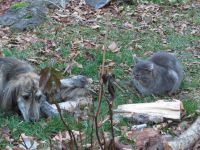 Pile de bois ...