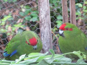 - Kakariki, petits perroquets verts natifs en voie de disparition car de trop nombreux prédateurs dévorent leurs oeufs pondus à terre - Le Bruant jaune (Yellowhammer), espèce d'oiseau importée -