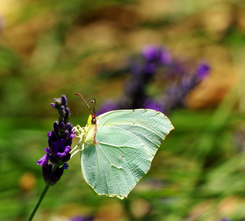 Album - Macro-Papillons