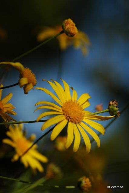 Album - Macro ' Fleurs