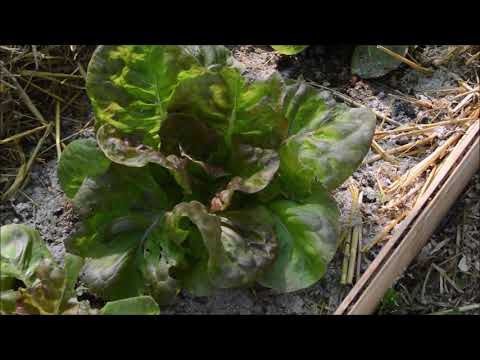 Un petit tour de jardin après les pluies et attention aux limaces.