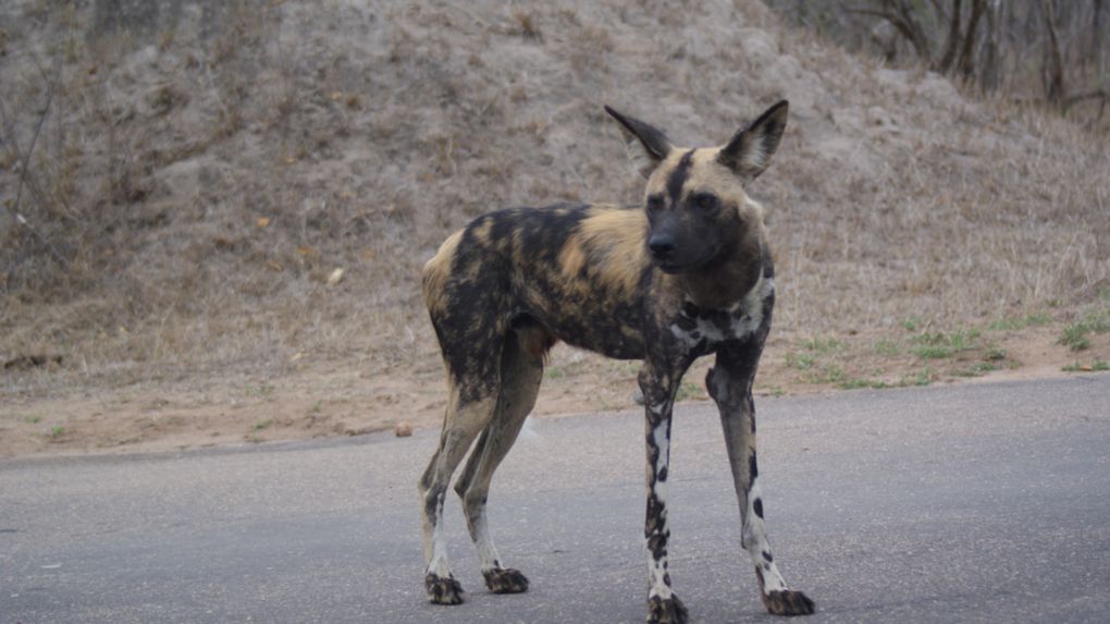 Album - Parc-Kruger