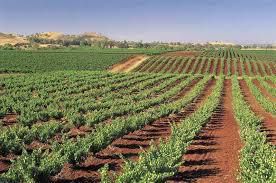 #Semillon Producers South Australia Vineyards 