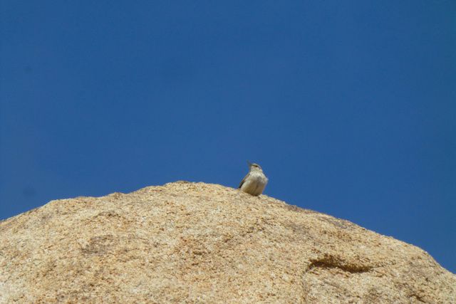 Anza Borrego