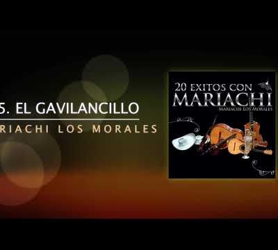 Mariachi Los Morales - El Gavilancillo