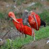 Bioparc de Doué-la-Fontaine, la grande volière :ibis rouge
