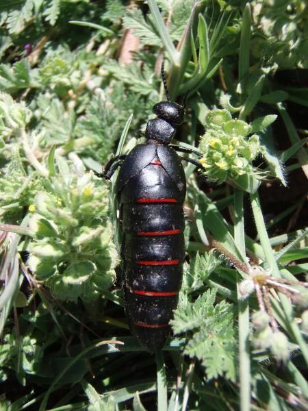 Photos d'insectes et autres bestioles croisées dans la journée, généralement en forêt d'Azrou dans les montagnes du Moyen-Atlas au Maroc... scorpions, araignées, fourmis, ânes, papillons, abeilles ou cigales sont présents dans cet album