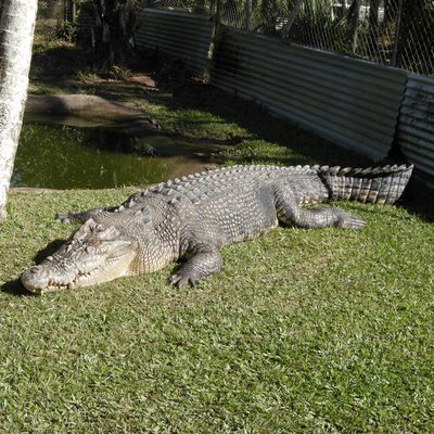 A Innisfail : La Johnstone River Crocodile Farm