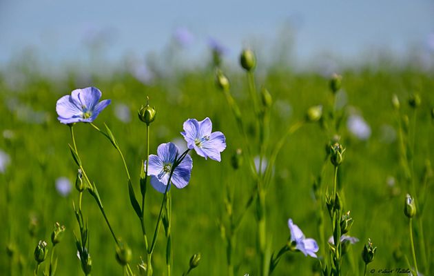 REGARDS sur la FLORE