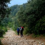 Camino francès