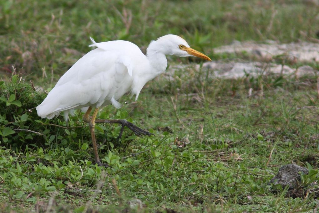 Album - oiseaux et papillons de cuba CUBA