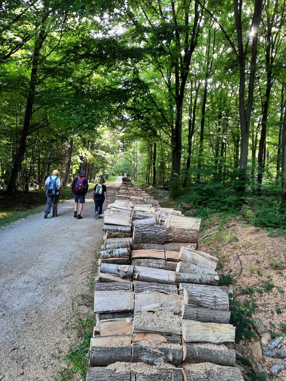 Le 28-07-22-Forêt de Montceaux