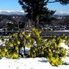 Mimosa de Sophia sous la neige