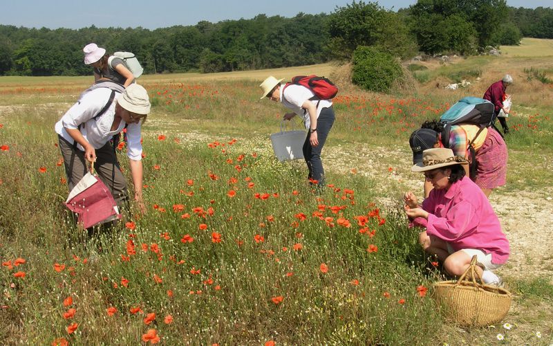 Cueillette Coquelicots et Millepertuis à Milly-la-forêt samedi 26 juin 2010