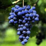 #Red Barbera Wine Producers Pennsylvania Vineyards