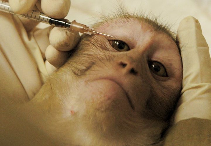 Le débat sur les tests médicaux sur les singes