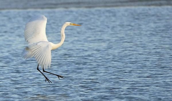 Photos d' animaux&nbsp; prises dans le Parc Naturel de la For&ecirc;t d'Orient